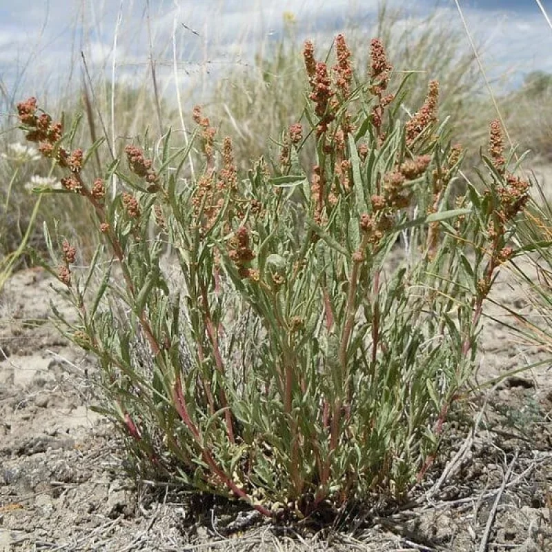 Gardeners Saltbush