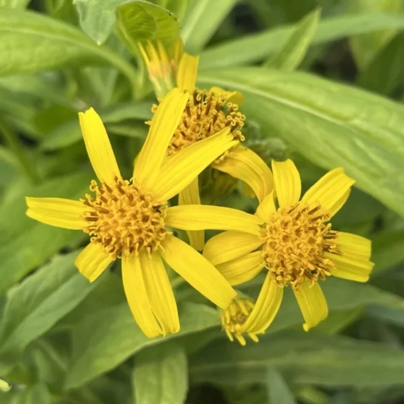 Spearleaf Arnica *TRIAL*