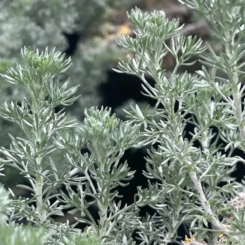 Fringed Sagebrush