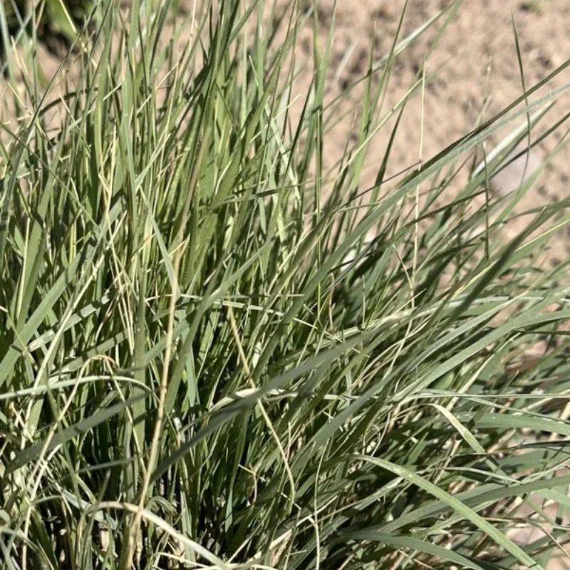 Blue Grama Grass