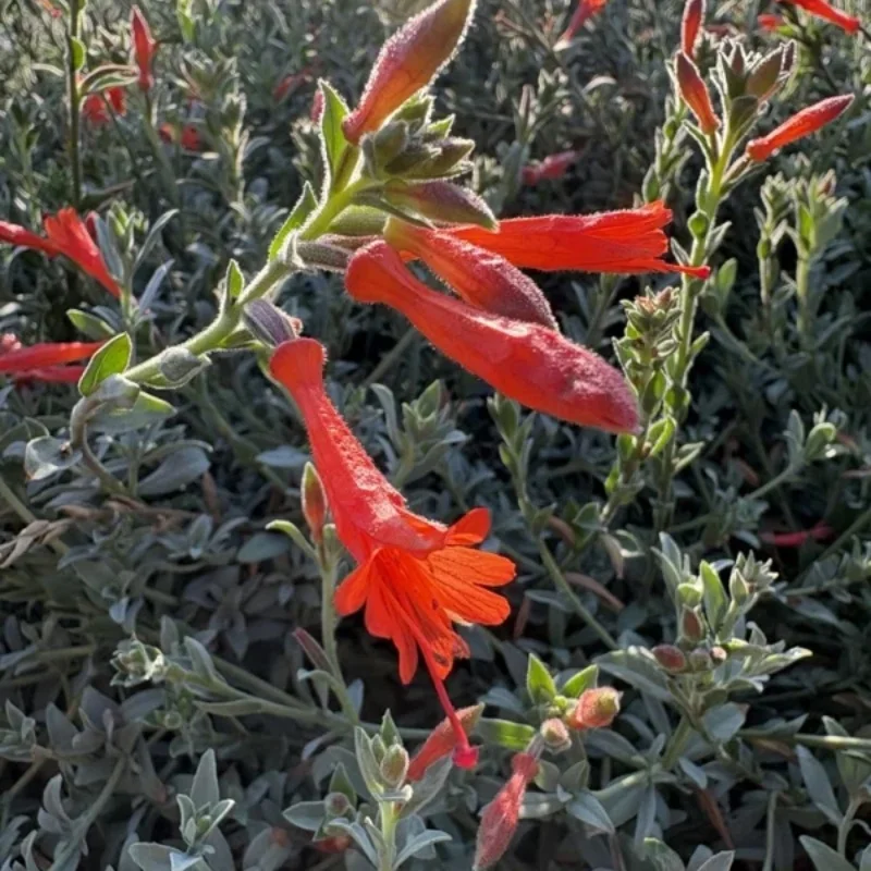 California Fuchsia *TRIAL*
