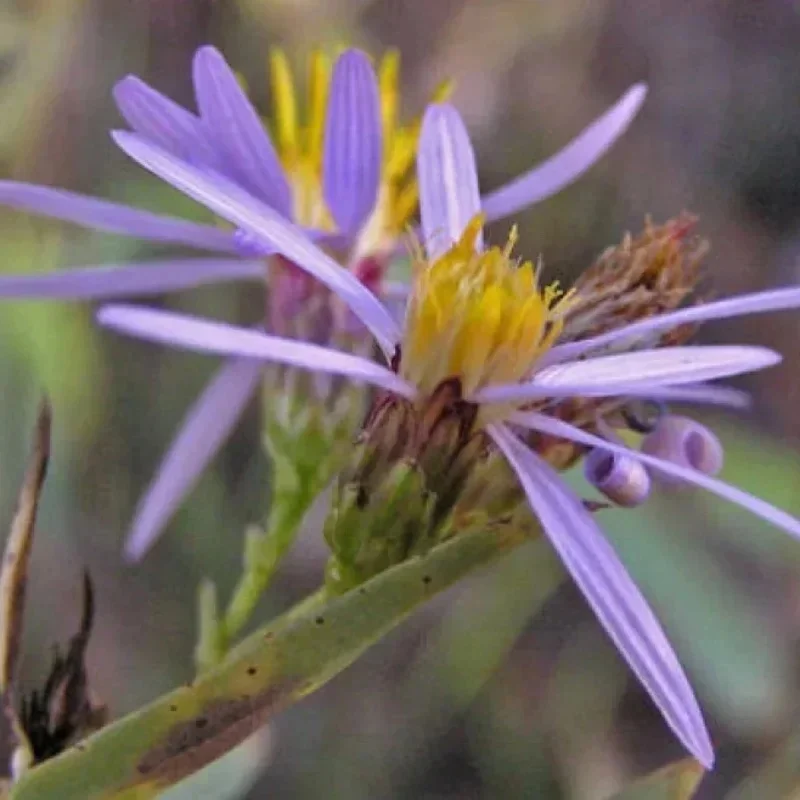 Gray Aster