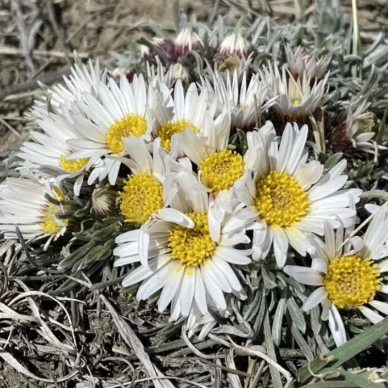 Stemless townsend daisy