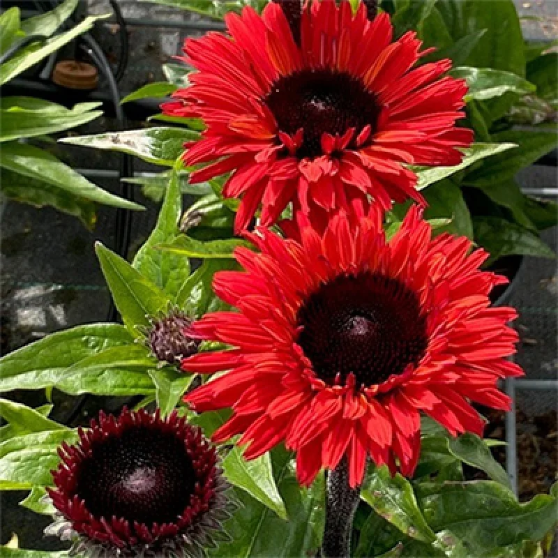 Coneflower