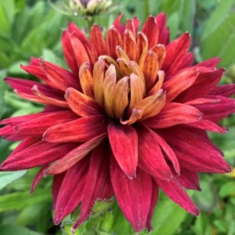 Black-Eyed Susan