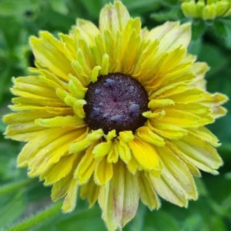 Black-Eyed Susan