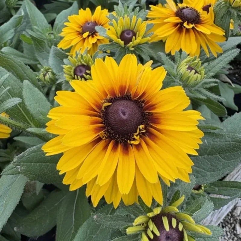 Black-Eyed Susan