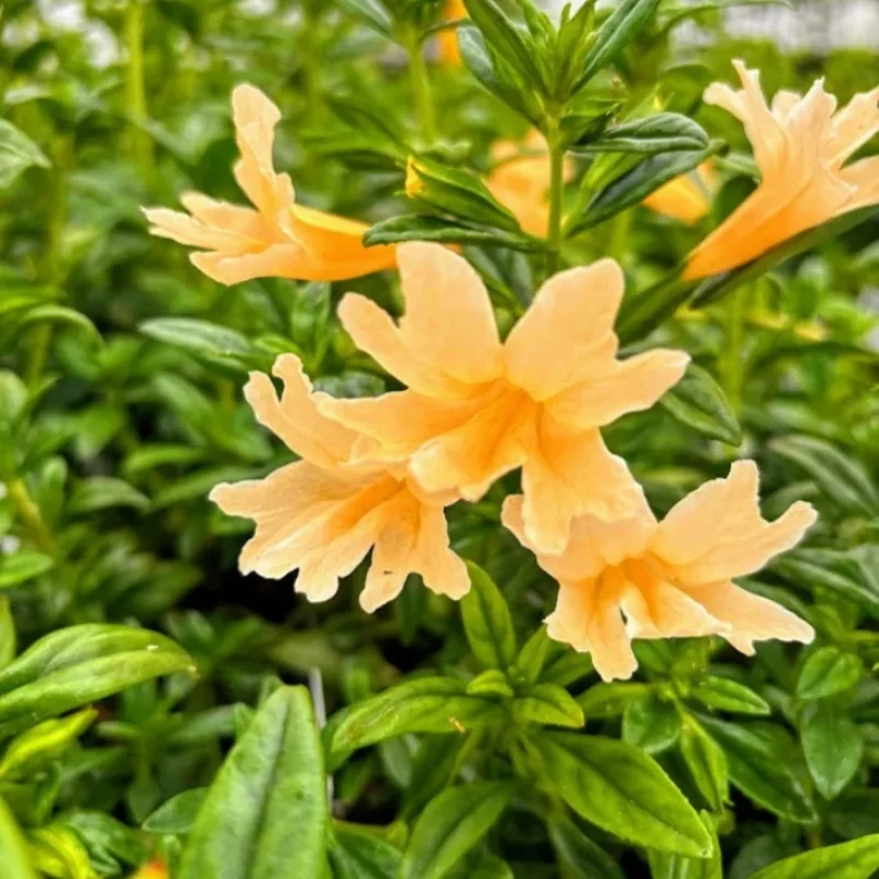 Sticky Monkey Flower