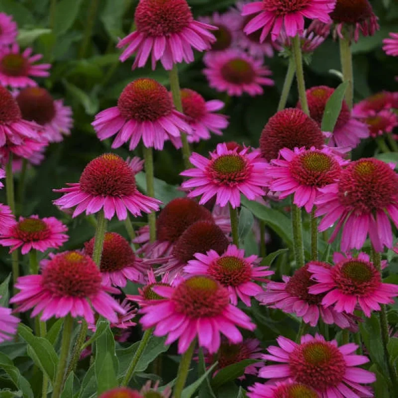 Coneflower