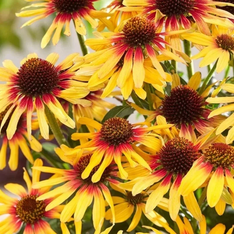 Coneflower