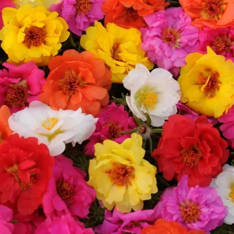 Moss Rose Fiber Basket
