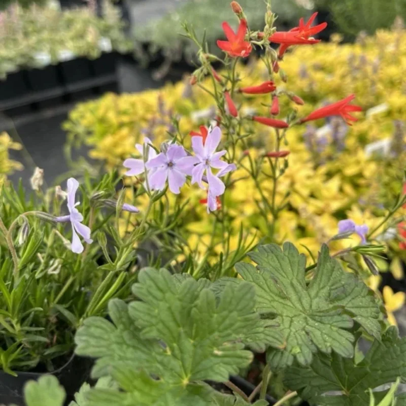 Cold Hardy Assorted Perennials