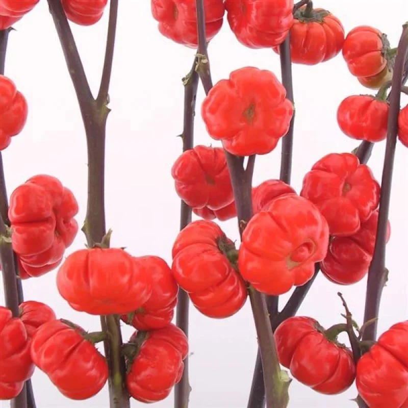 Ornamental Eggplant