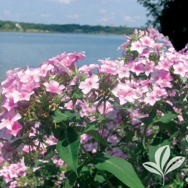 Garden Phlox
