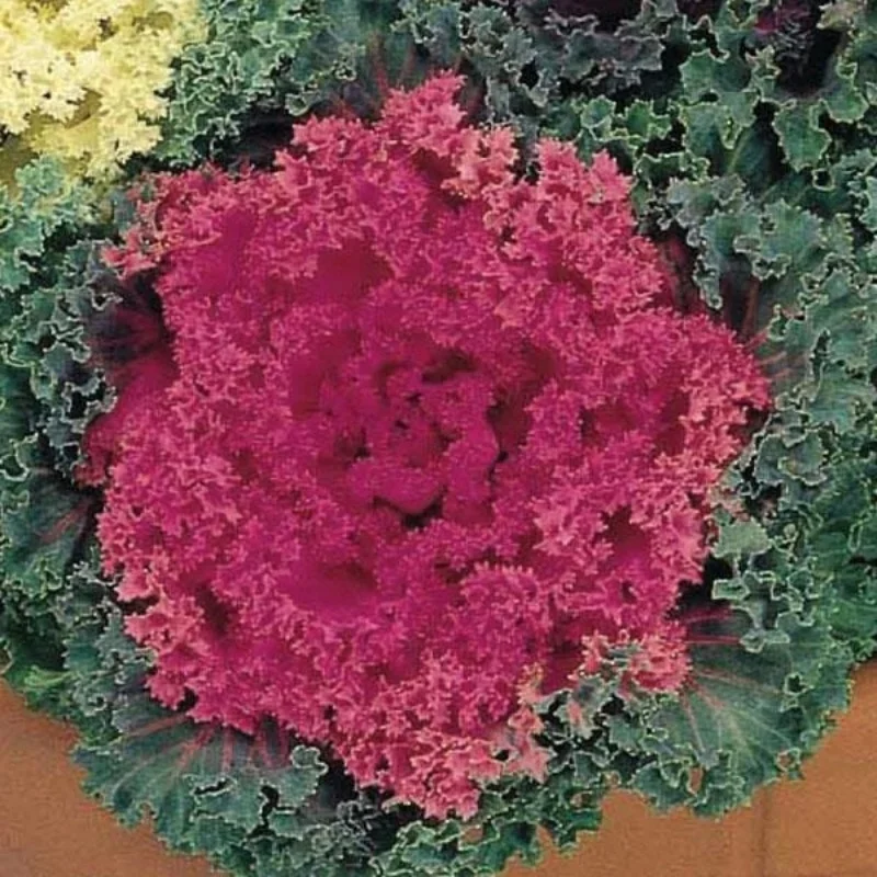 Flowering Kale