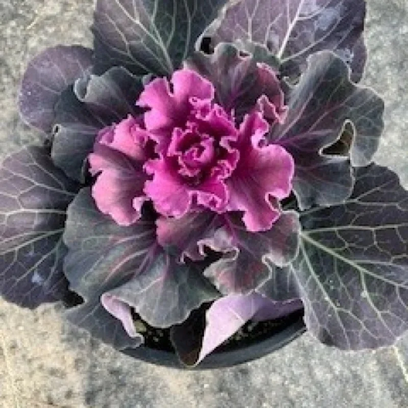 Flowering Cabbage