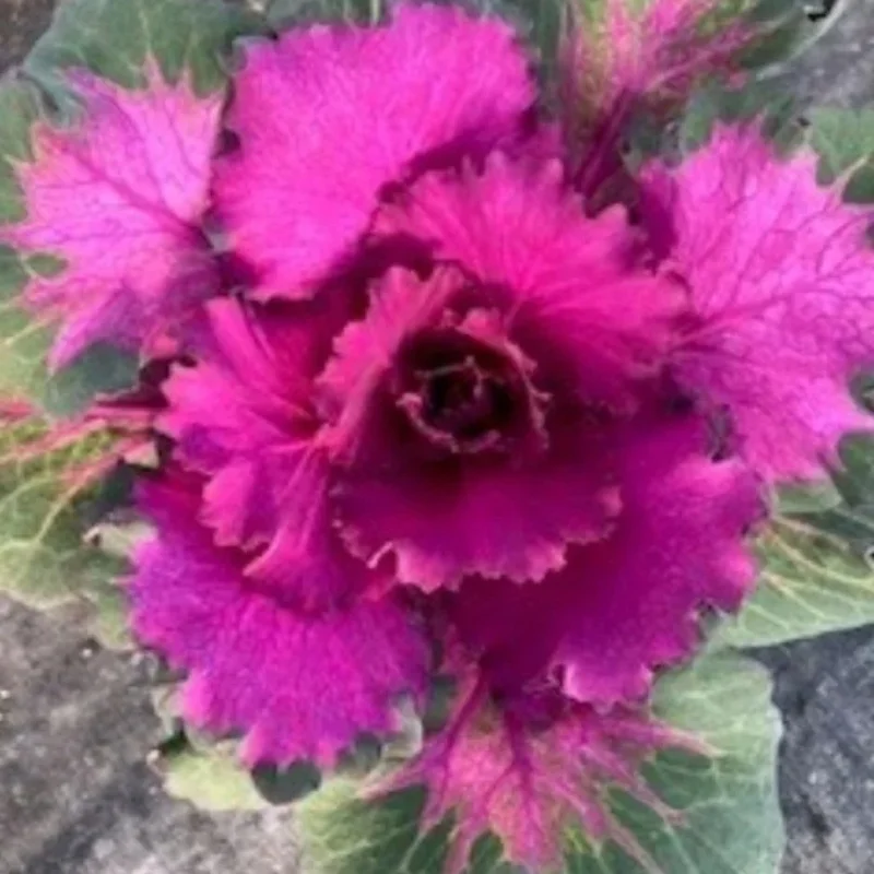 Flowering Cabbage