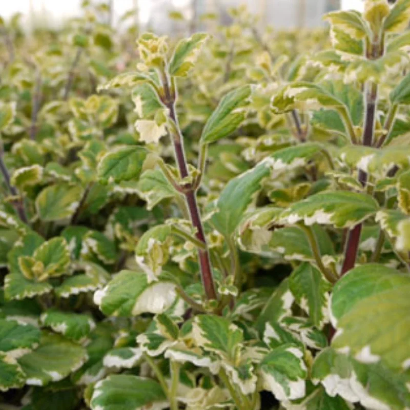 Variegated Swedish Ivy