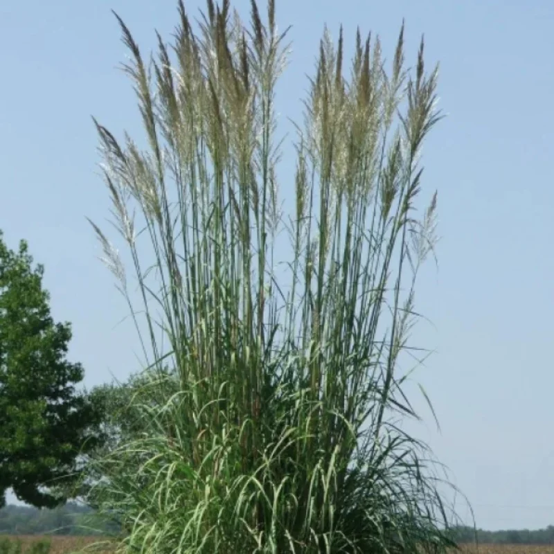 Hardy Pampas Grass