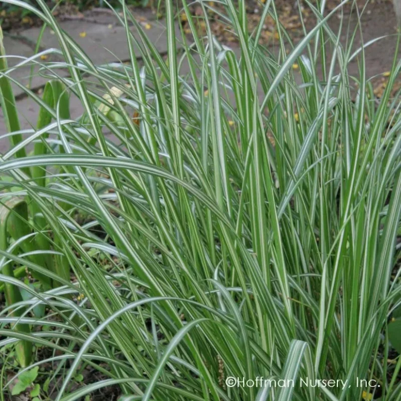Variegated Feather Reed Grass