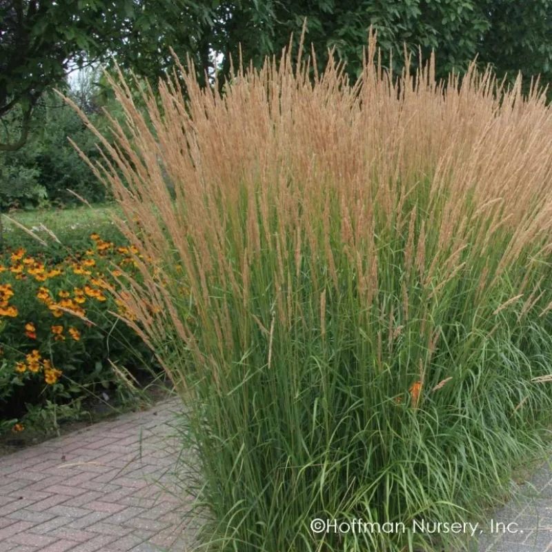 Feather Reed Grass
