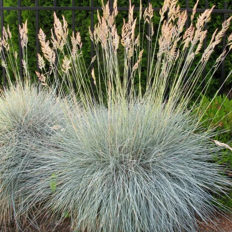 Blue Fescue