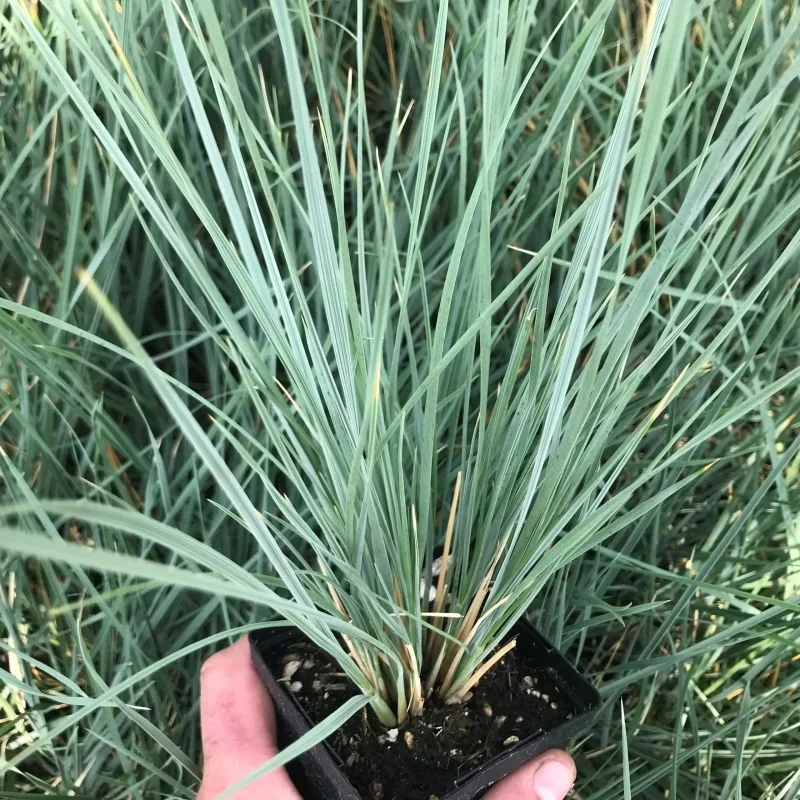 Blue Oat Grass