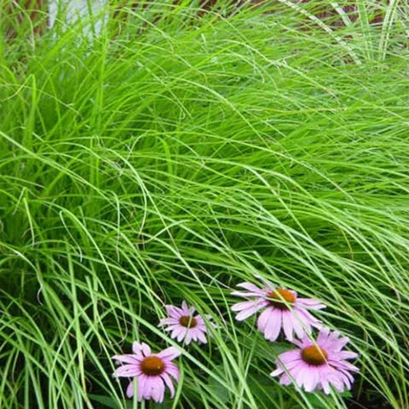 Maiden Grass