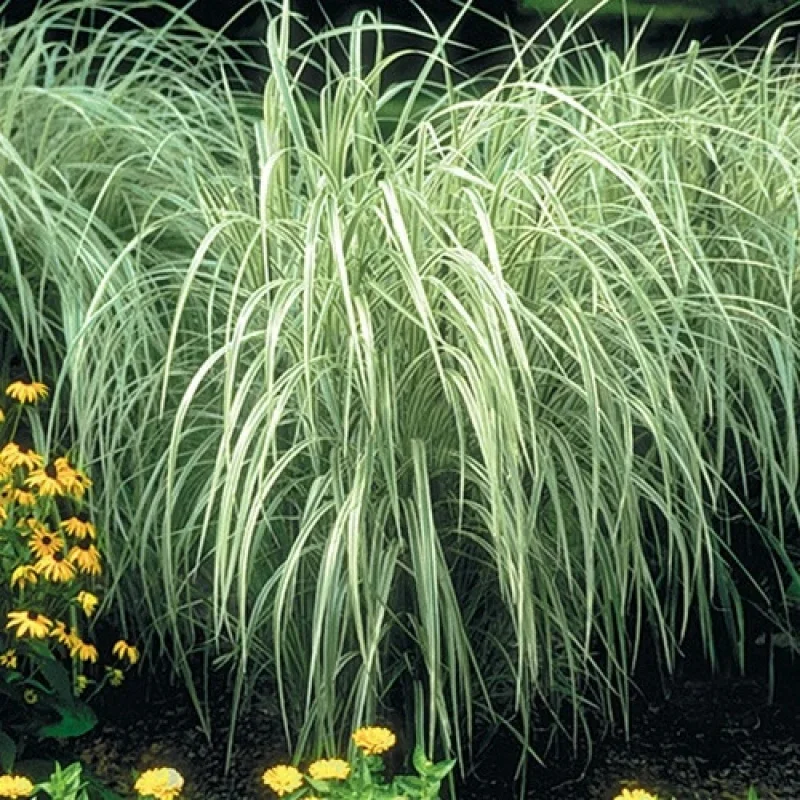 Japanese Silver Grass