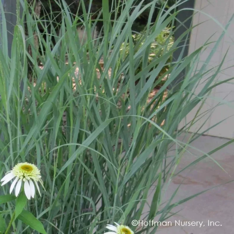 Switch Grass