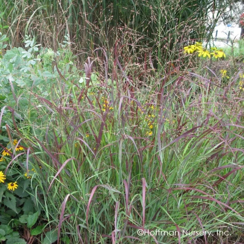 Switch Grass