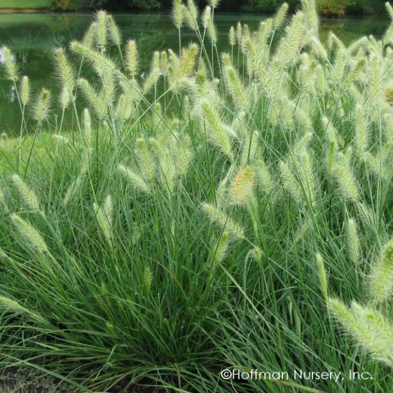 Dwarf Fountain Grass