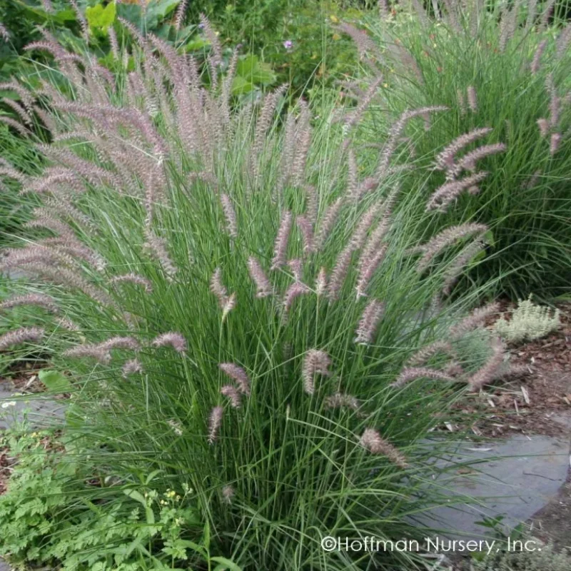 Oriental Fountain Grass