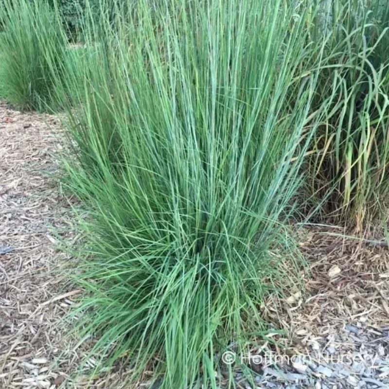 Little Bluestem