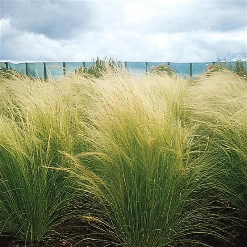 Silky Thread Grass