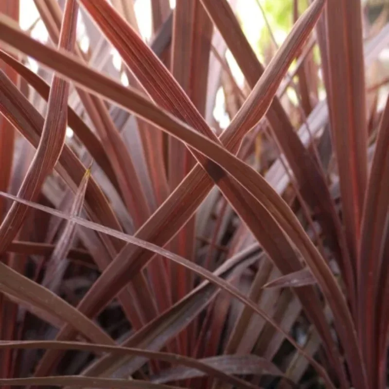 Torbay Palm, Cabbage Palm