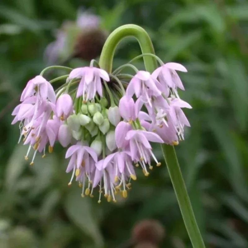 Nodding Onion