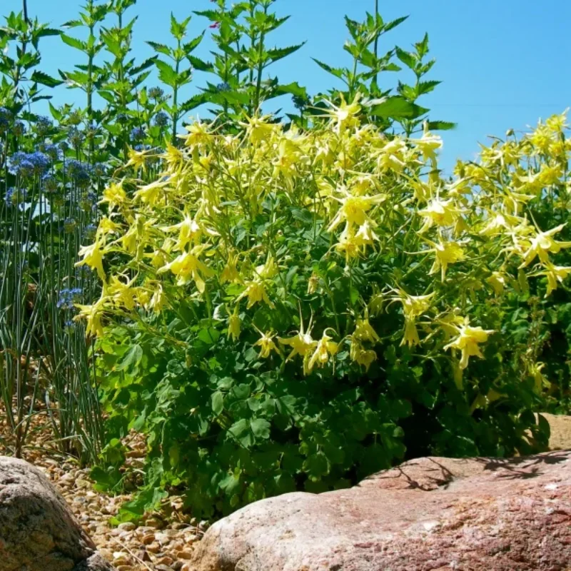 Golden Spur Columbine