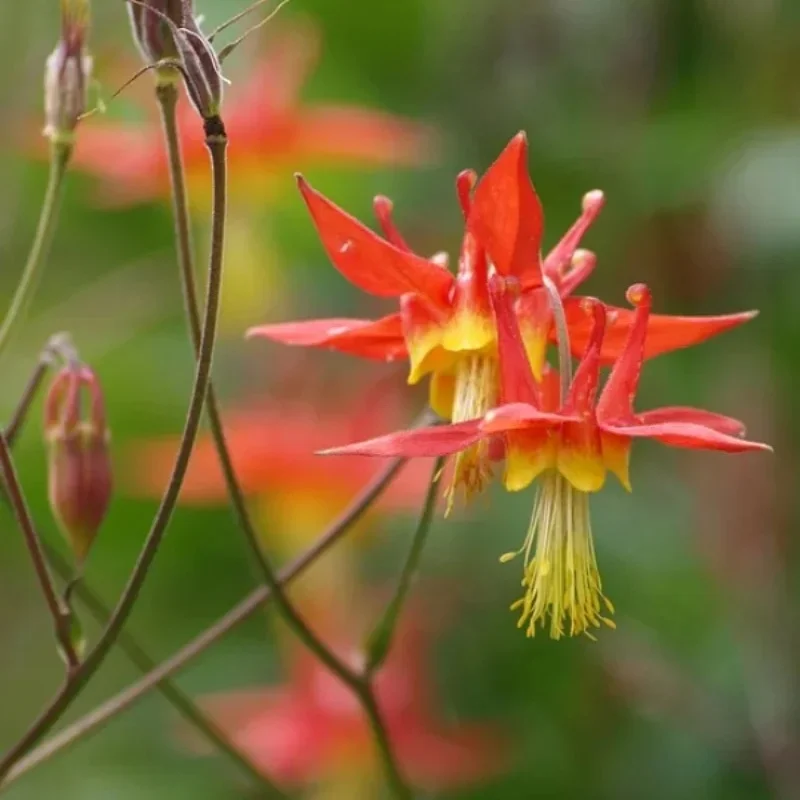 Western Columbine