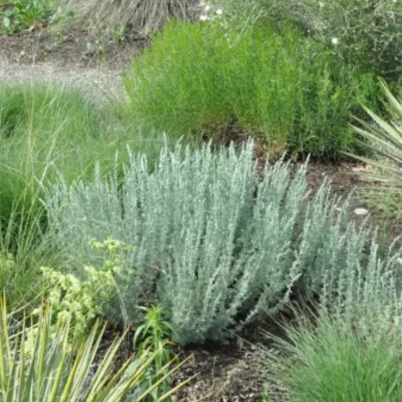 Fringed Sage, Prairie Sagewort