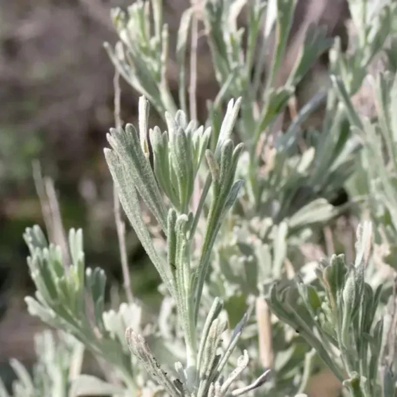 Mountain Big Sagebrush