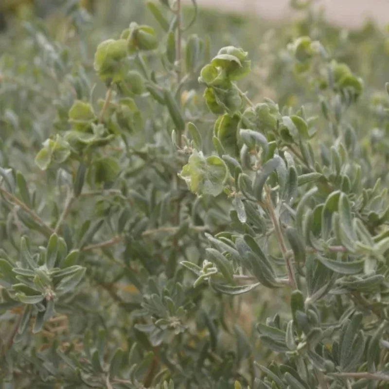 Fourwing Saltbush