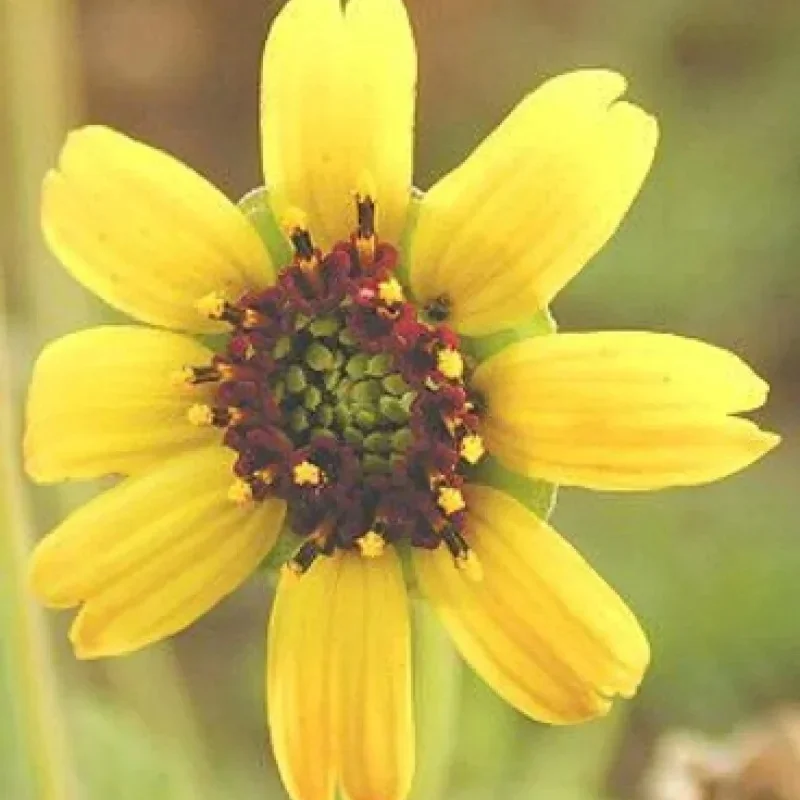Chocolate Flower