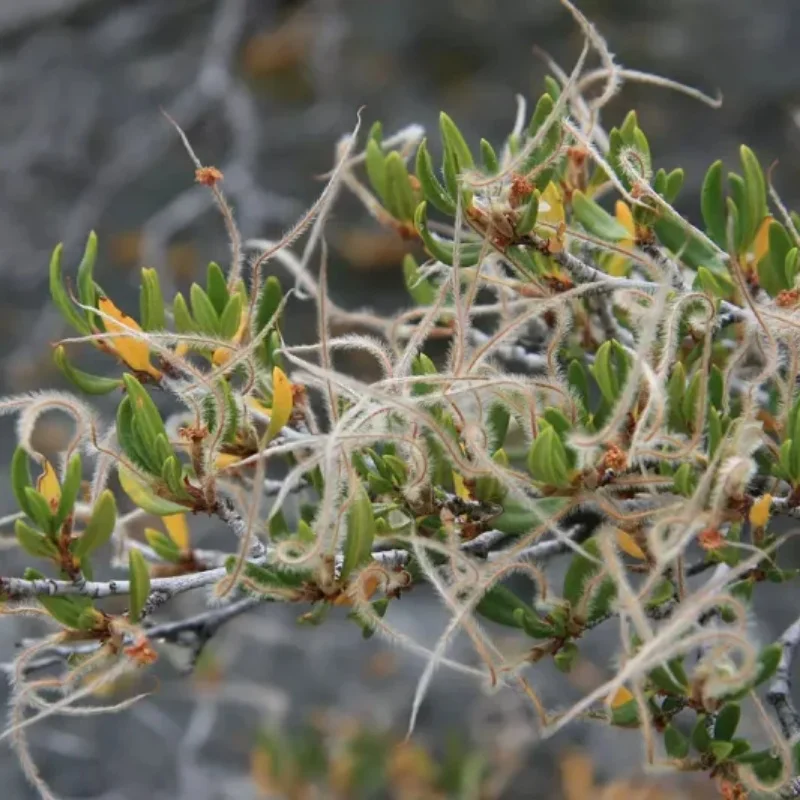 Curl Leaf Mountain Mahogany