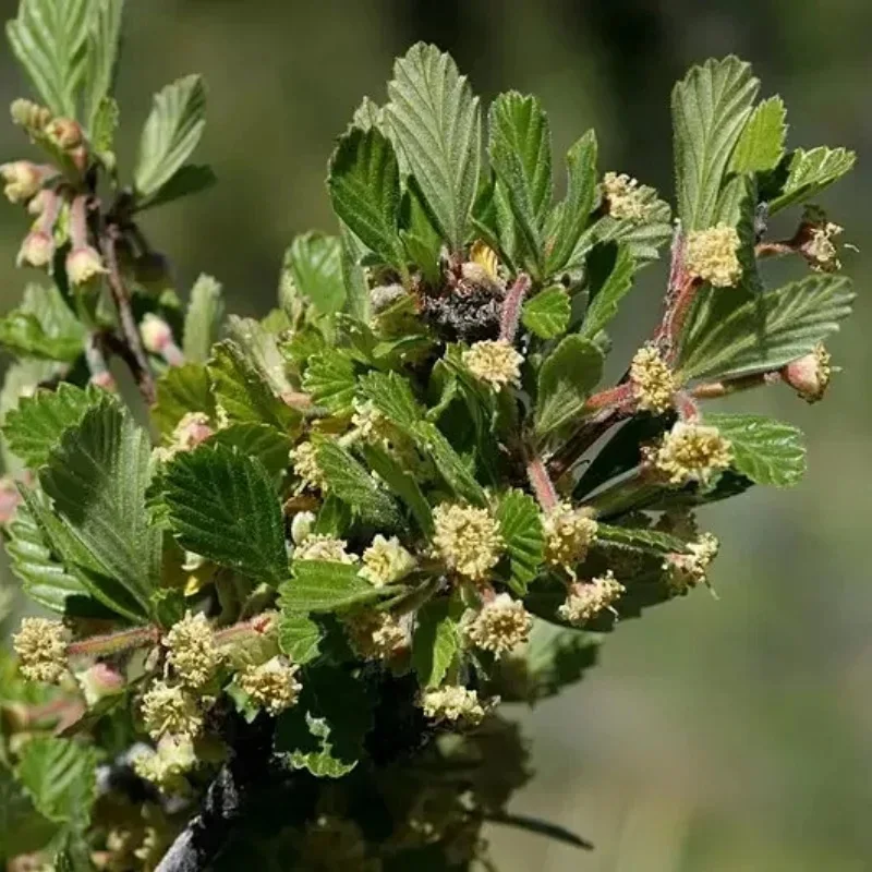 Alderleaf Mountain Mahogany