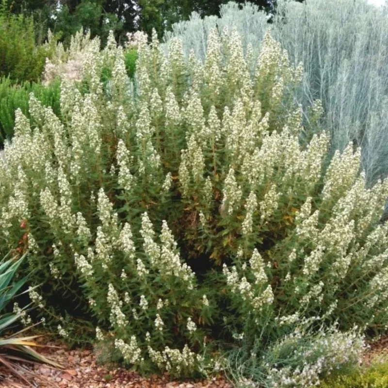 Fernbush