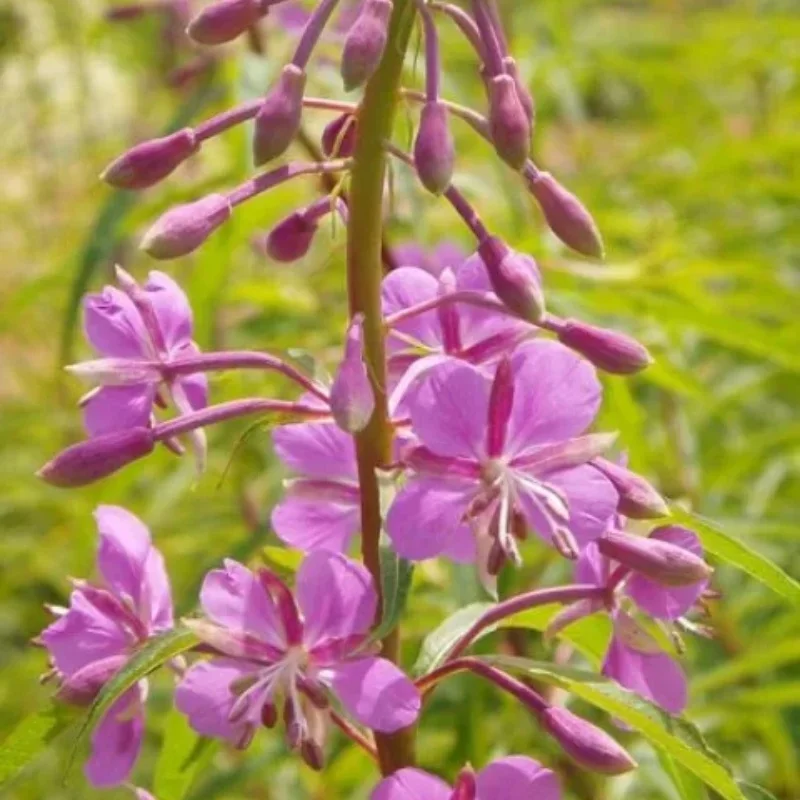 Fireweed