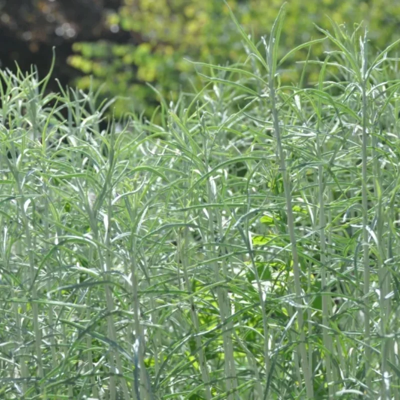 Rubber Rabbitbrush