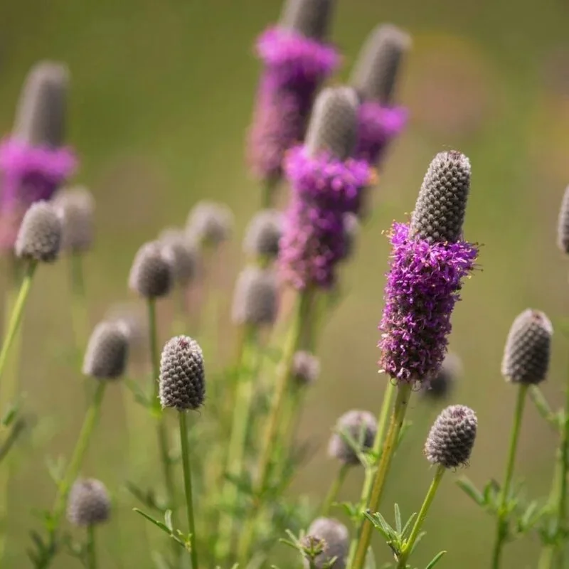 Purple Prairie Clover