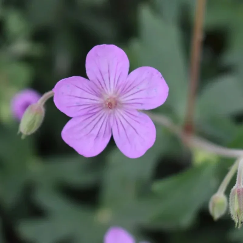 Sticky Geranium